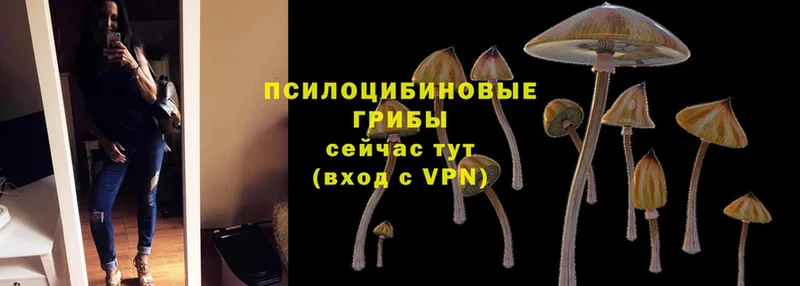 ОМГ ОМГ ТОР  купить наркотики цена  Людиново  Псилоцибиновые грибы Psilocybe 